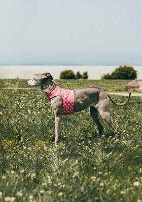 Pink Polka Dot Wrap - Image 2