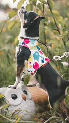 Tutti Frutti Wrap - Image 2