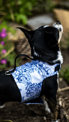 Meissen Blue Wrap 2 Meissen Blue Wrap - Image 2