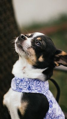 Meissen Blue Wrap 3 Meissen Blue Wrap - Image 3