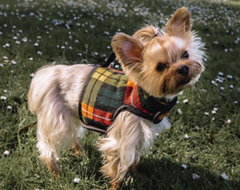 Performance Wrap wraps for dogs fast-drying honeycomb mesh active small dog YAP Stores best male dog wraps