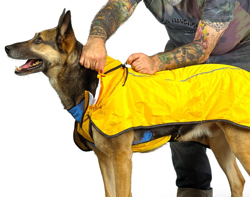 The Evolution Of The Dog Rain Coat From Protection To Style