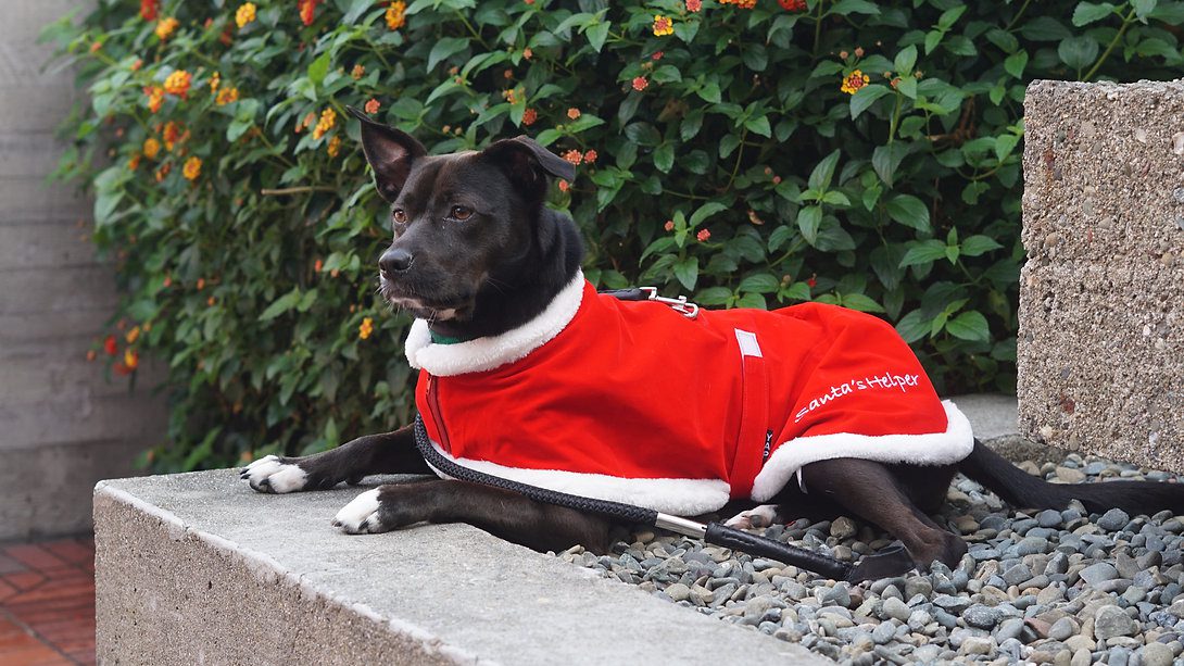 Santa Coat - Image 3