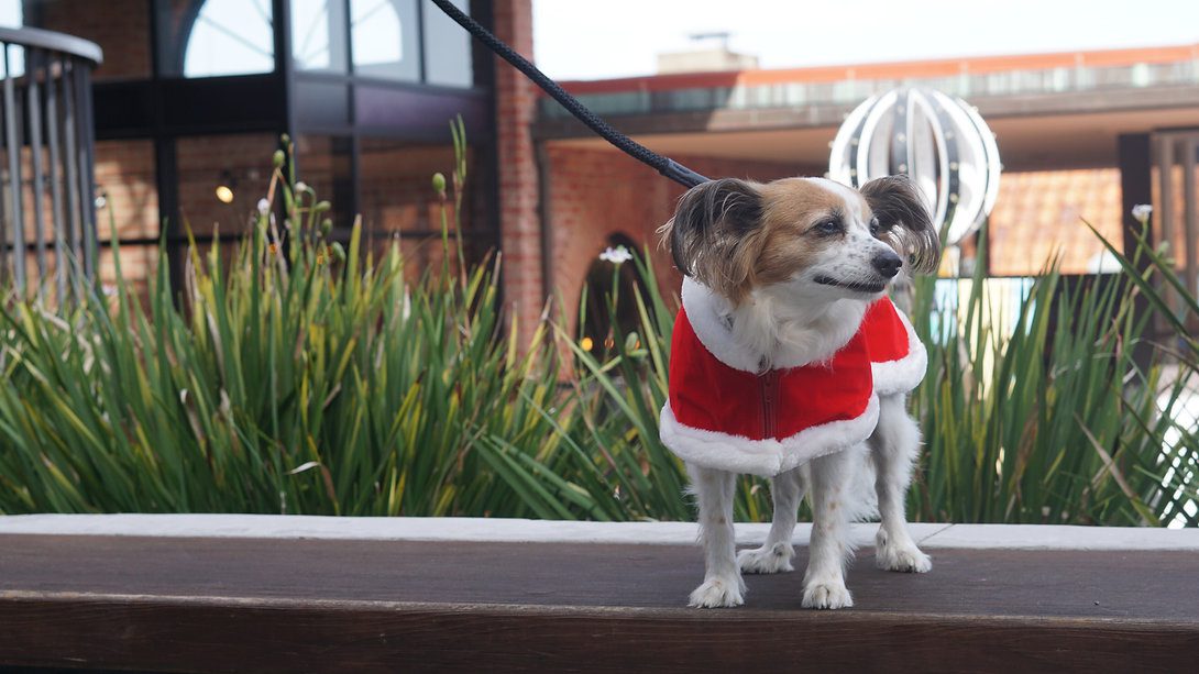 Santa Coat - Image 6