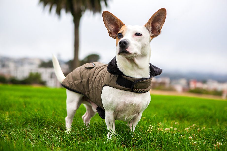 Diamond Tech Coat - Image 3