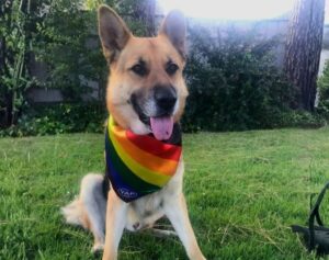 Pride Rainbow dog bandana
