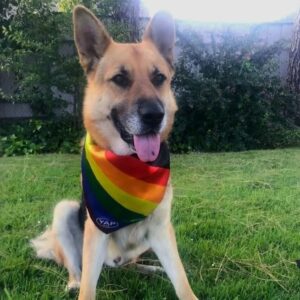 Pride Rainbow dog bandana