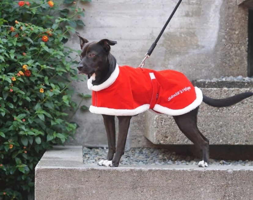 Santa Coat
