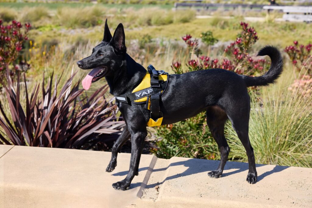 Places to Take Your Dog This Spring