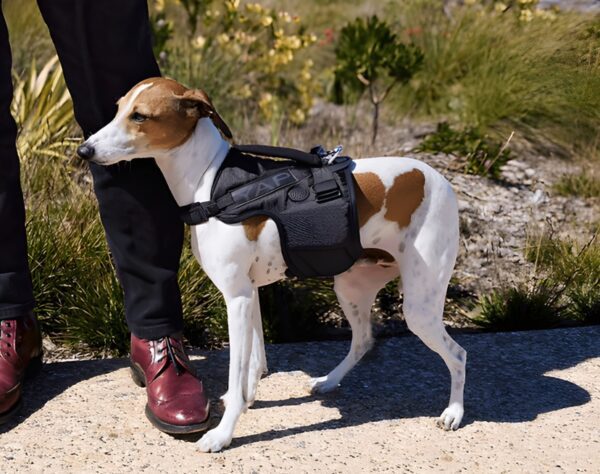 Baby Beta Airflow Tactical Best Dog Harness Secure Fit