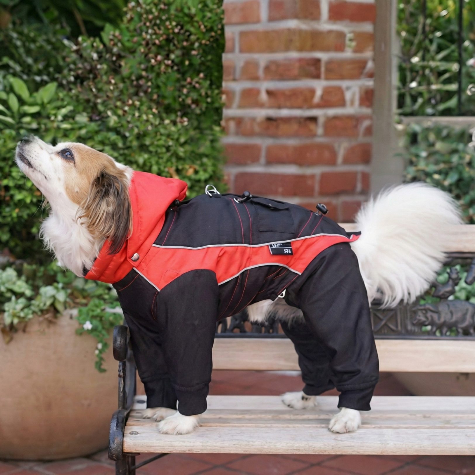 Dog Walking Gear for wind rain and everyday dog walks