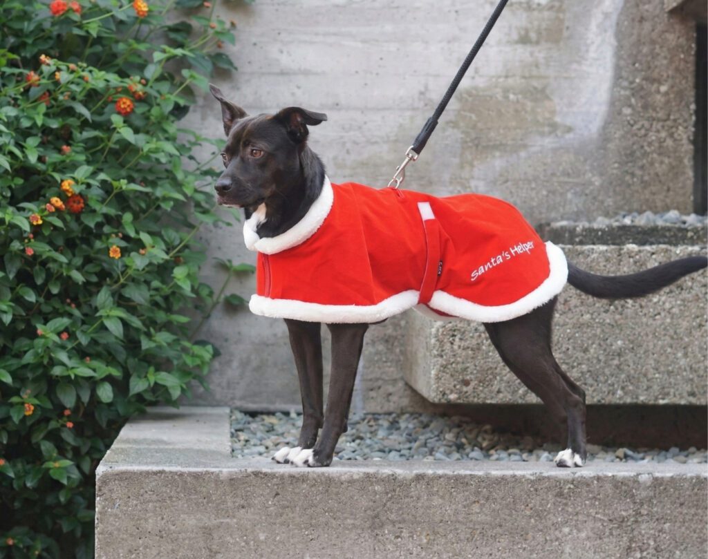 Santa Dog Coat – Velveteen Coat for All Breeds