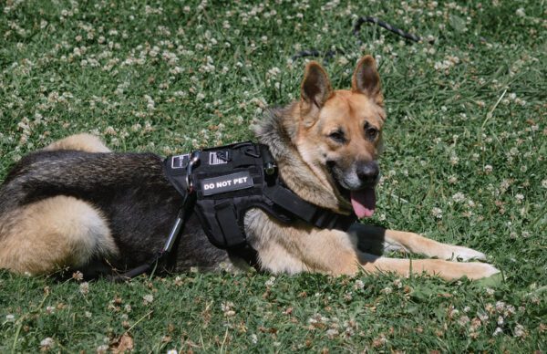 K9i TactiKal®| Tactical Dog Harness for Large Breed Dogs in USA yapstores