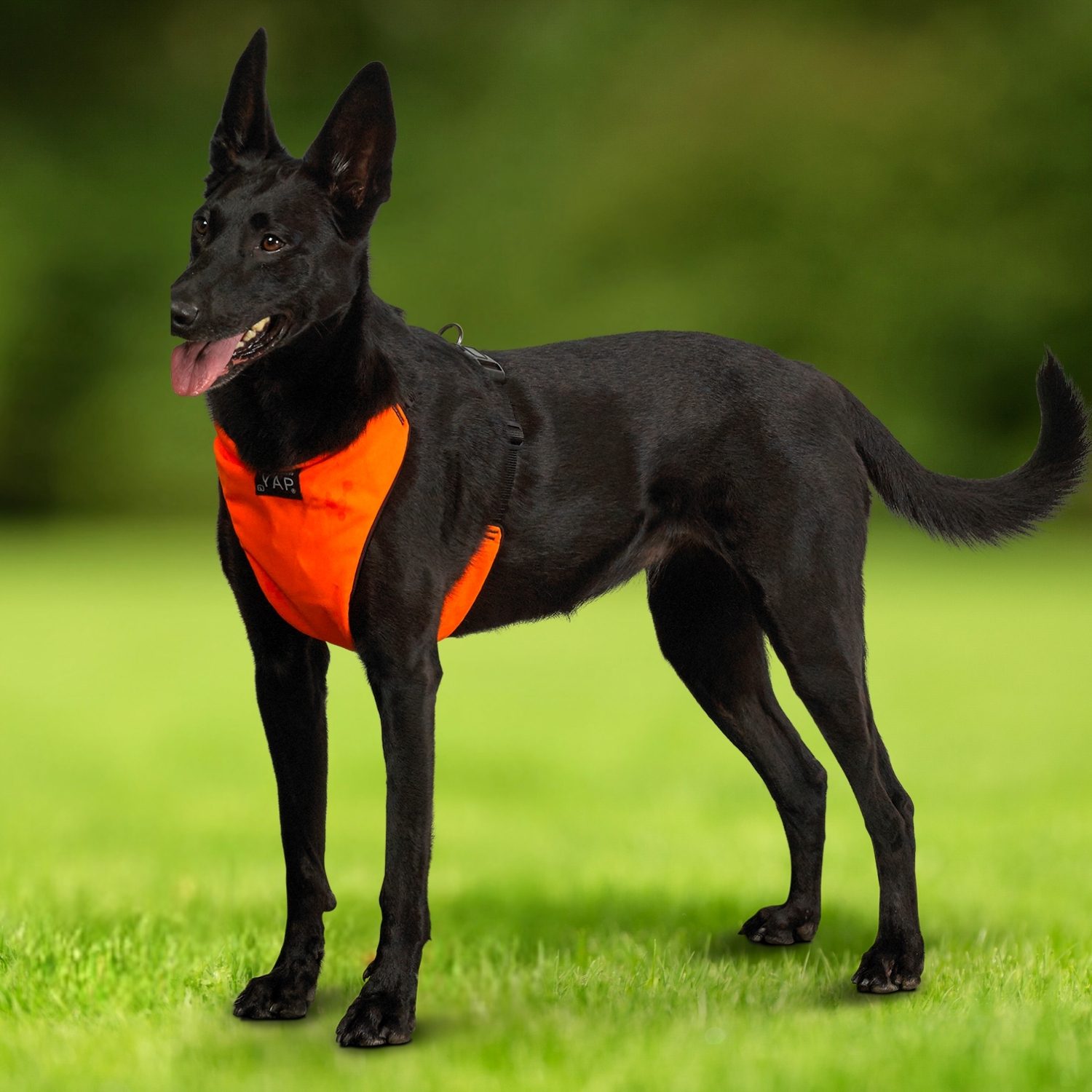 Comfortable breathable harness keeping a dog cool and active outdoors YAP USA