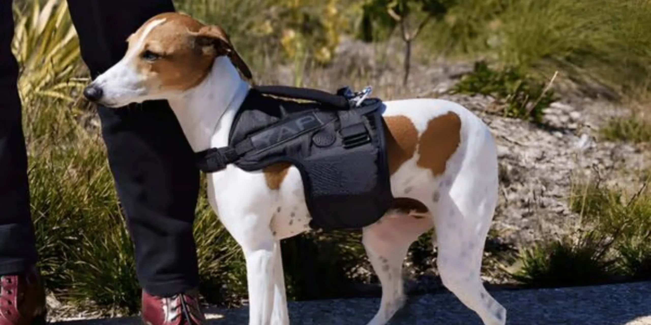 A dog wearing a durable, ergonomic dog harnesses while walking on a leash in a scenic San Francisco neighborhood, featuring a view of the city streets in the background.