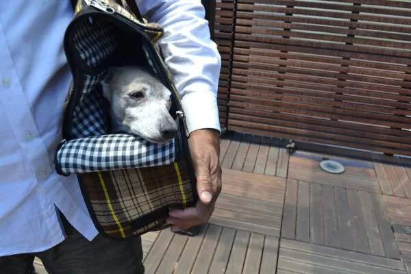 Stylish Dog Carriers from YAP USA for safe and comfortable travel in 2026
