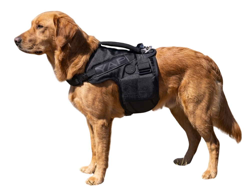 Dog Harness fitted correctly on a dog for safe and comfortable walks YAP USA