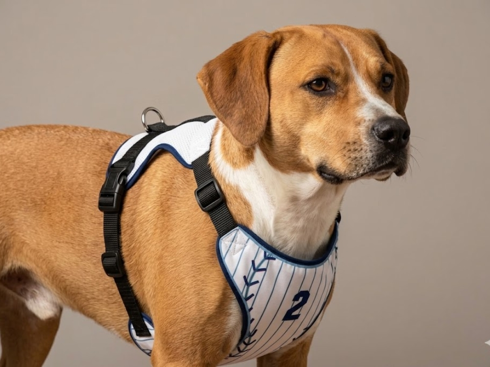 Large breed harness built for strength and control YAP USA