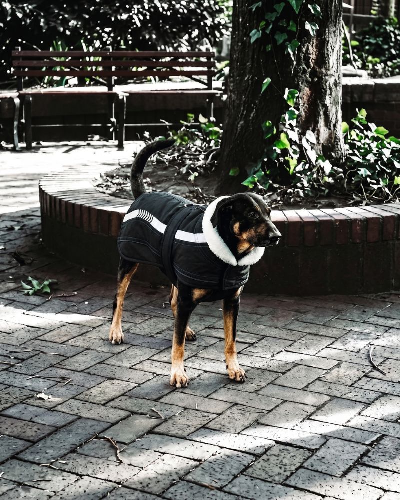 Vitesse Coat